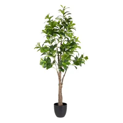 Műnövény (magasság 145 cm) Peperomia – Ixia