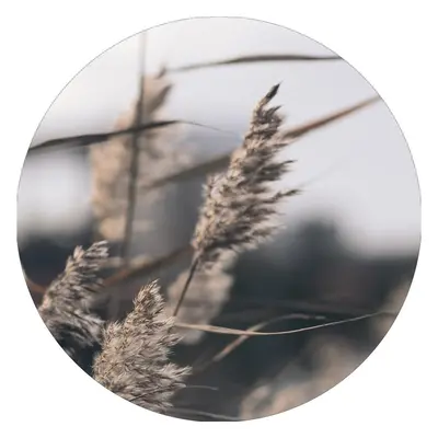 Kép ø 40 cm Mellow Grasses 3 – Malerifabrikken